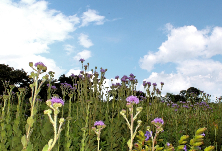 The Kaas Plateau is enveloped in wild flowers for three-four months every year. 